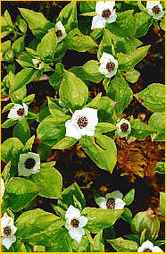 Dwarf Dogwood