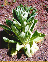 Great Mullein