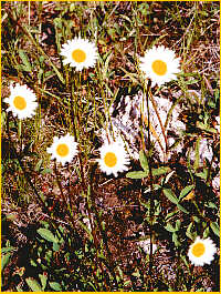 Oxeye Daisies